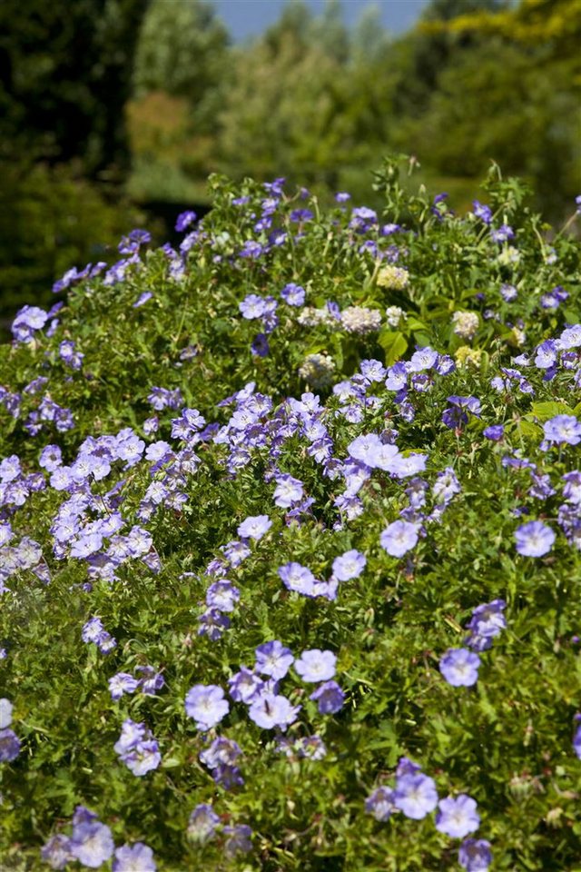 Pflanzen für Dich Staude Geranium wallichianum Rozanne, 1 St., Storchschnabel, Rozanne-Storchschnabel Bild 3