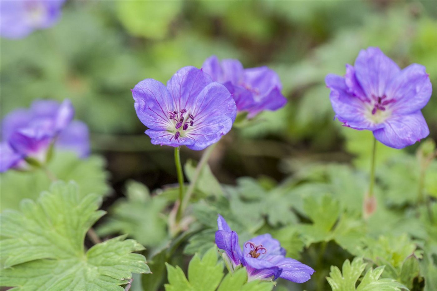 Pflanzen für Dich Staude Geranium wallichianum Rozanne, 1 St., Storchschnabel, Rozanne-Storchschnabel Bild 4