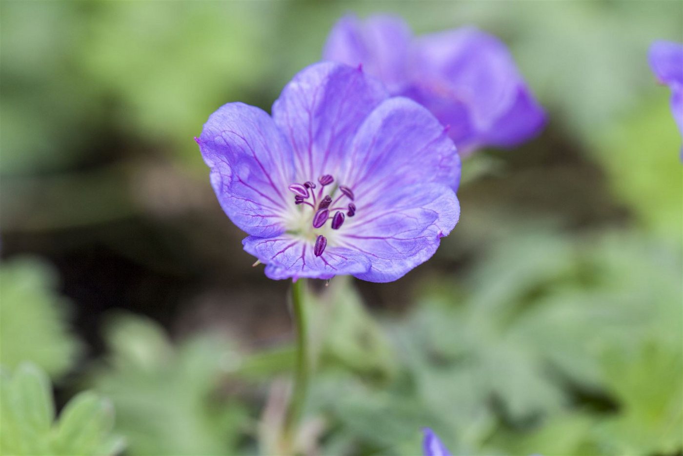 Pflanzen für Dich Staude Geranium wallichianum Rozanne, 1 St., Storchschnabel, Rozanne-Storchschnabel Bild 5