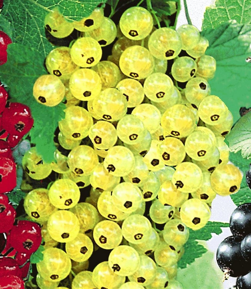 BALDUR Garten Obstpflanze Johannisbeere 'Goldgelbe Versailler', 1 St., Selbstbefruchtend,winterhart, mehrjährig, essbar
