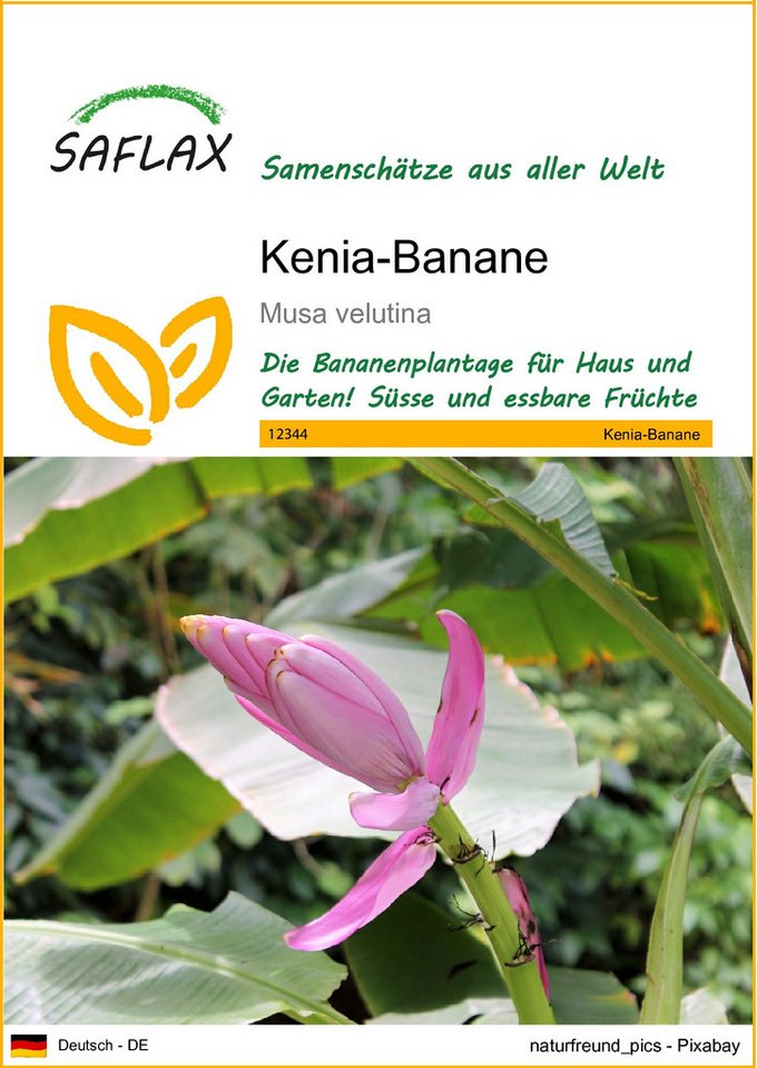 SAFLAX Blumensamen SAFLAX - Samen - Kenia-Banane