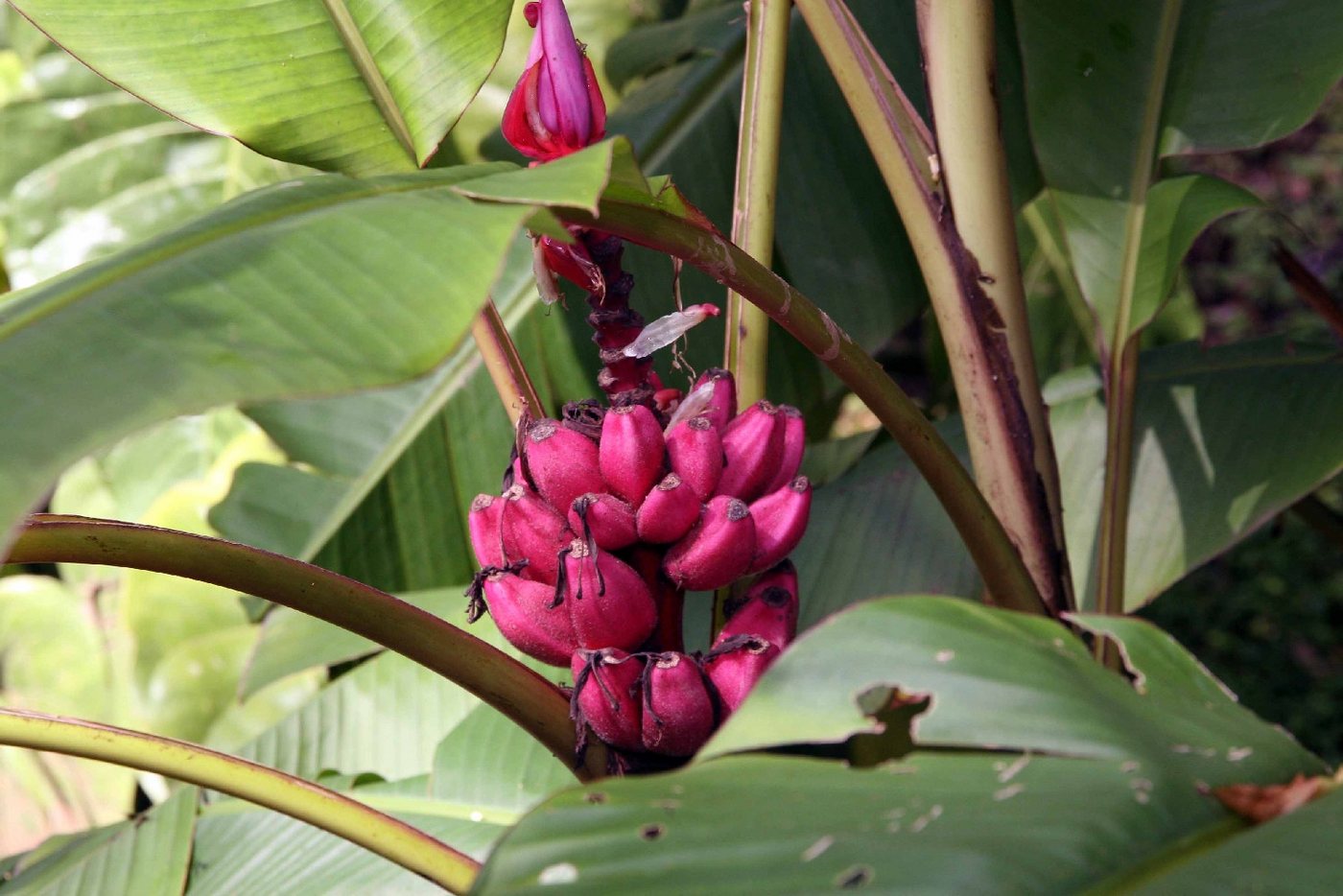 SAFLAX Blumensamen SAFLAX - Samen - Kenia-Banane Bild 2