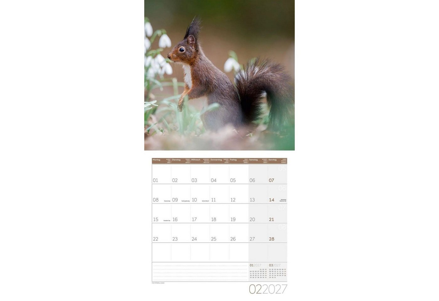 Ackermann Wandkalender Eichhörnchen Kalender 2027 - 30x30 - Art12