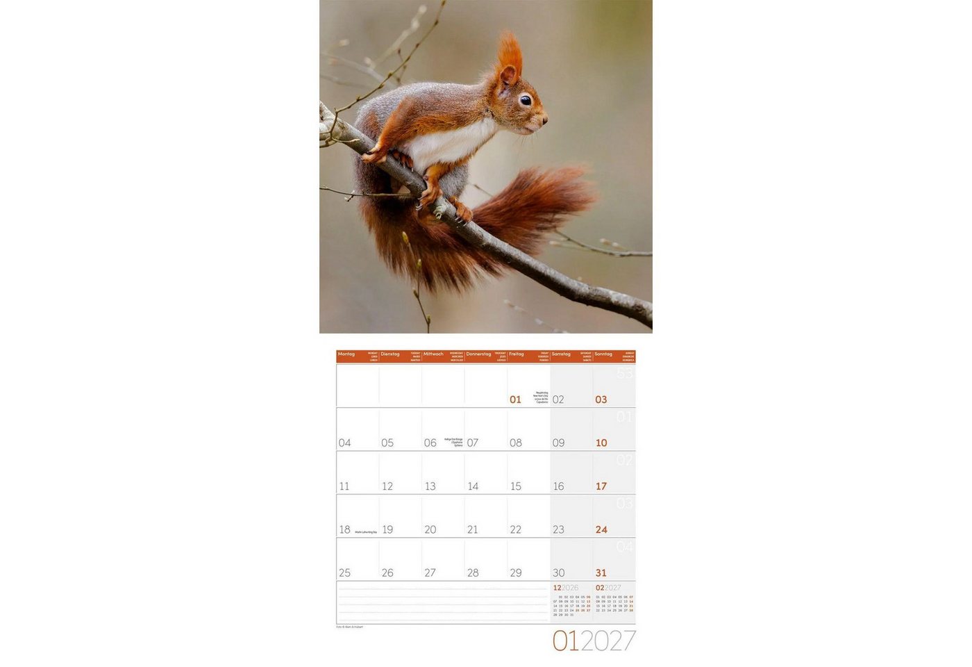 Ackermann Wandkalender Eichhörnchen Kalender 2027 - 30x30 - Art12 Bild 2
