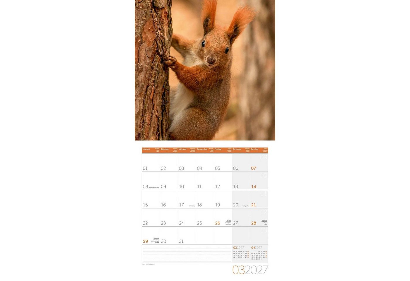 Ackermann Wandkalender Eichhörnchen Kalender 2027 - 30x30 - Art12 Bild 4