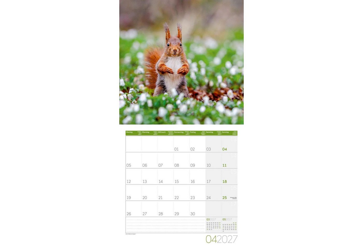 Ackermann Wandkalender Eichhörnchen Kalender 2027 - 30x30 - Art12 Bild 5