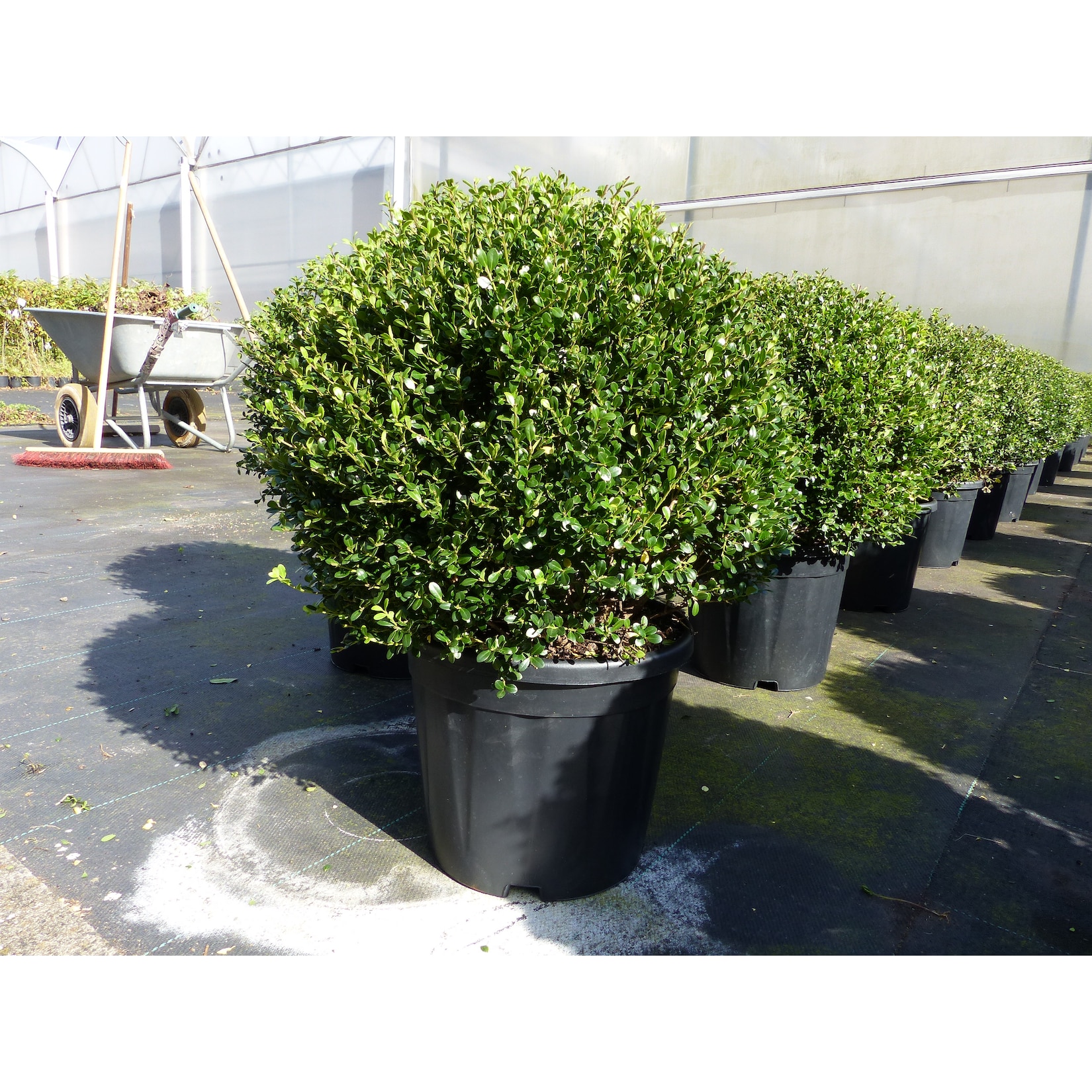 PREMIUM Ilex crenata Stokes Kugel rund Ø 40 - 45 cm Buchsbaum Ersatz winterhart + robust