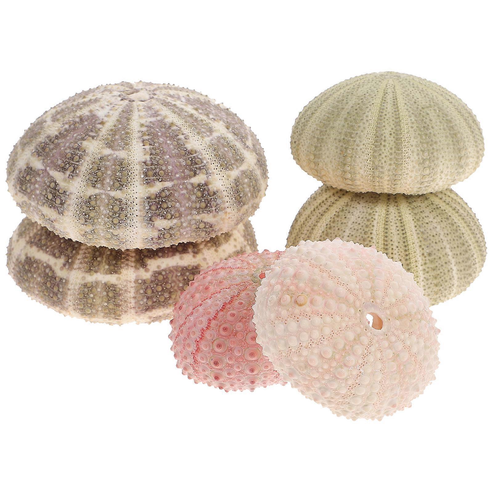 6-teiliges Set Seeigel-dekoration Für Luftpflanzentöpfe, Seeigel-tischdekoration, Aquariumdekoration-6.00x6.00x2.30cm-random Color