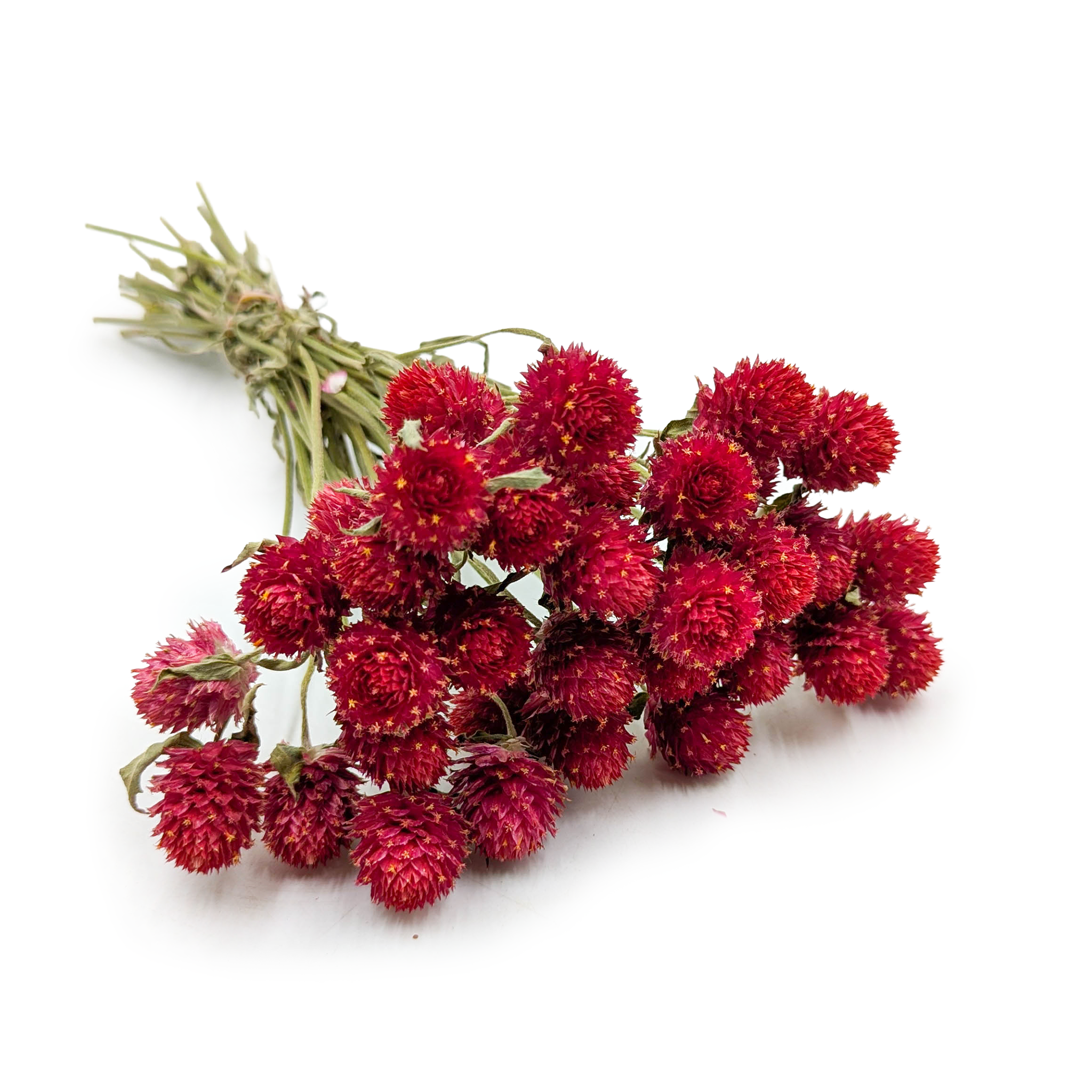 Getrocknete Gomphrena Globulus – Strauß – (kugelförmige Strohblume) – Rot