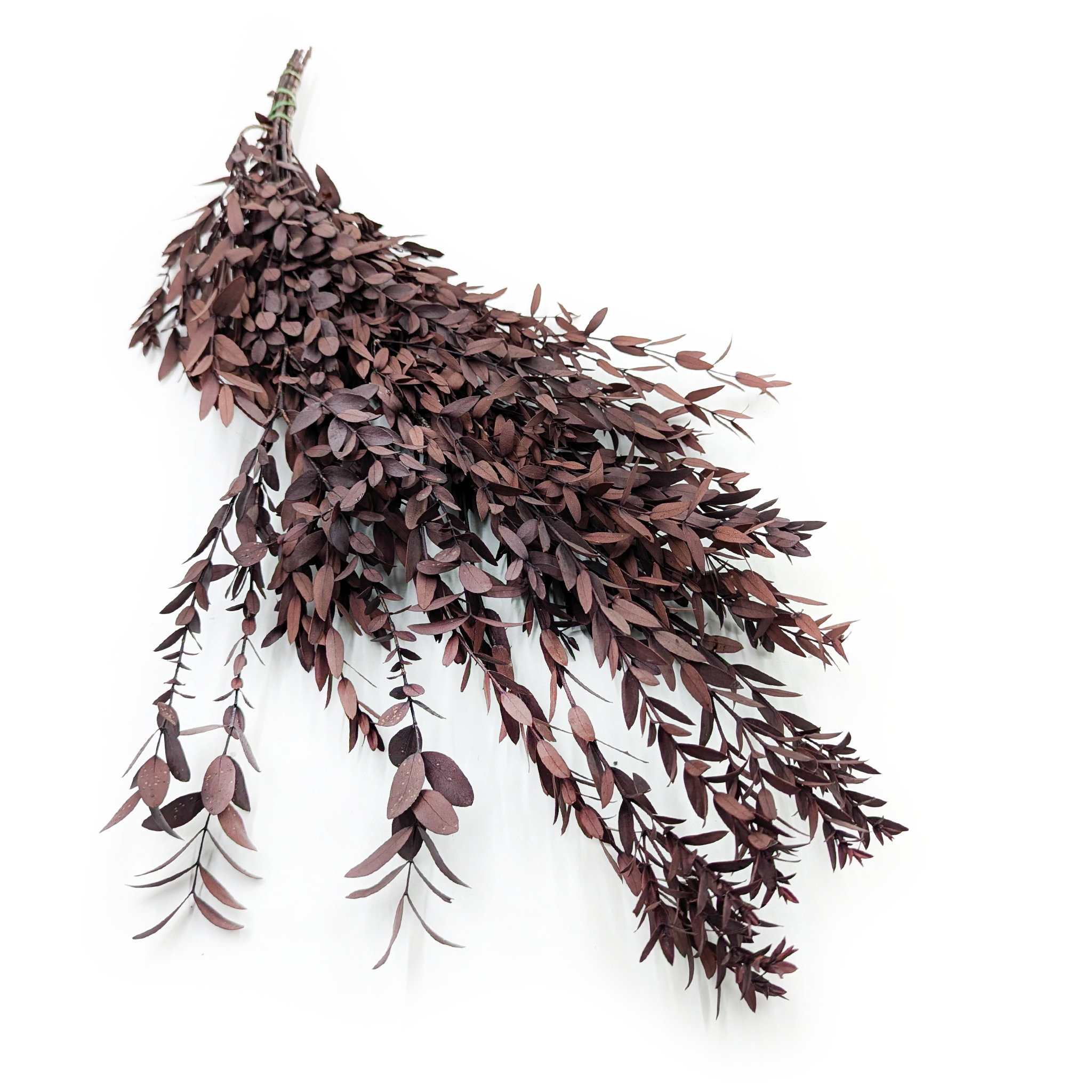 Stabilisierter Eukalyptus - Parvifolia - Rot