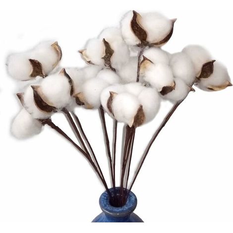 Bravix Lot De 30 Véritables Fleurs De Coton Séchées Avec Tige, 30 Cm