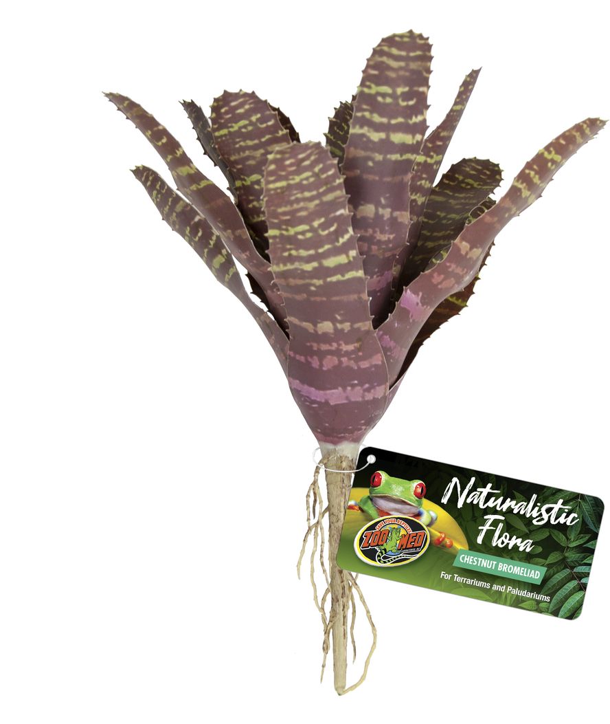 Naturalistic Flora Chestnut Bromeliad Decorazione Per Terrari