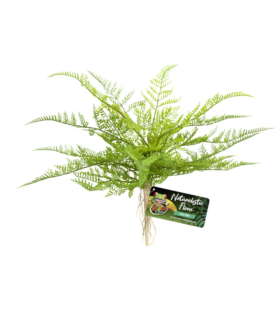 Naturalistic Flora Lacefern Decorazione Per Terrari