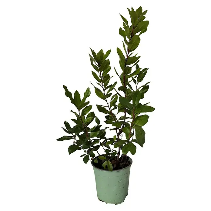 Erdbeere (Arbutus unedo, Topfvolumen: 3,5 l, Aktuelle Wuchshöhe: 50 cm)