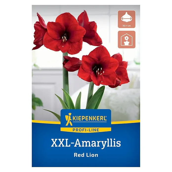 Kiepenkerl Profi-Line Amaryllis XXL Red Lion (Hippeastrum hybrids, Rot)