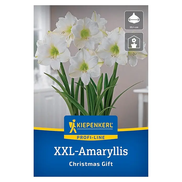 Kiepenkerl Profi-Line Amaryllis XXL Christmas Gift (Hippeastrum hybrids, Cremeweiß)