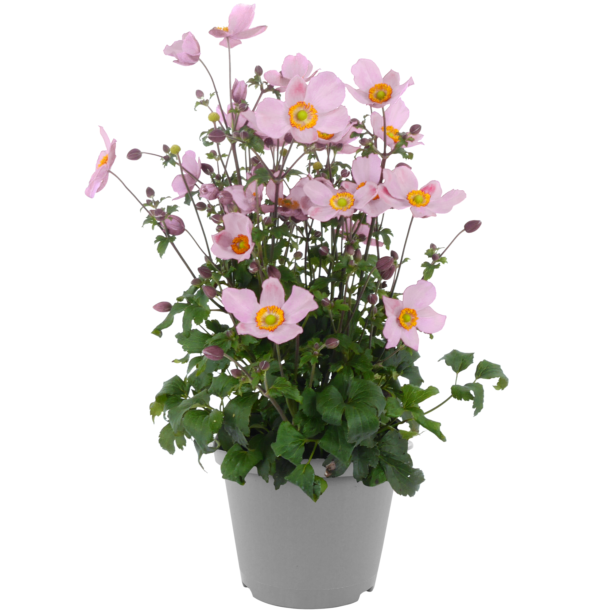 Anemone 'Rose Shades' 13 cm Topf