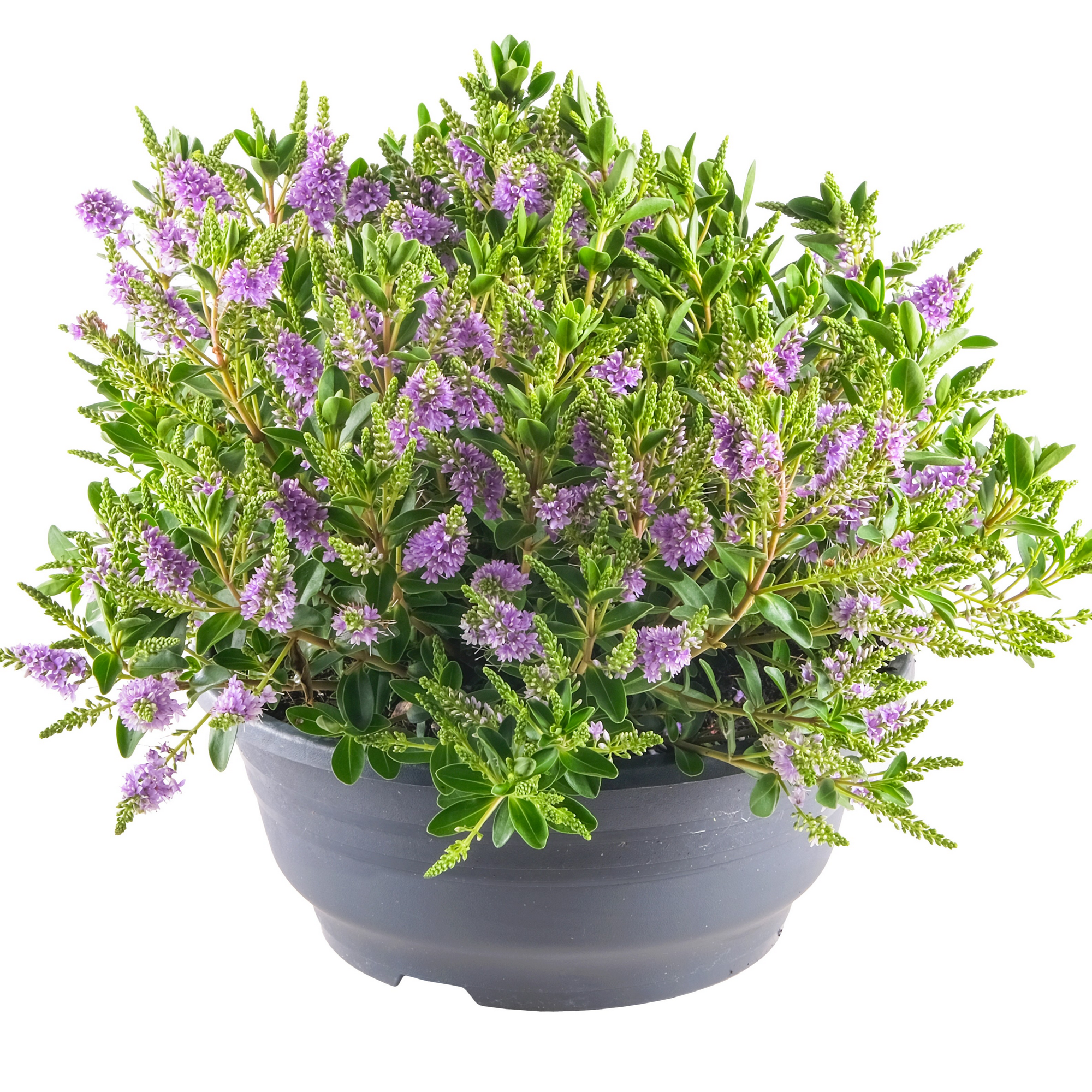 Strauchveronika 23 cm Schale