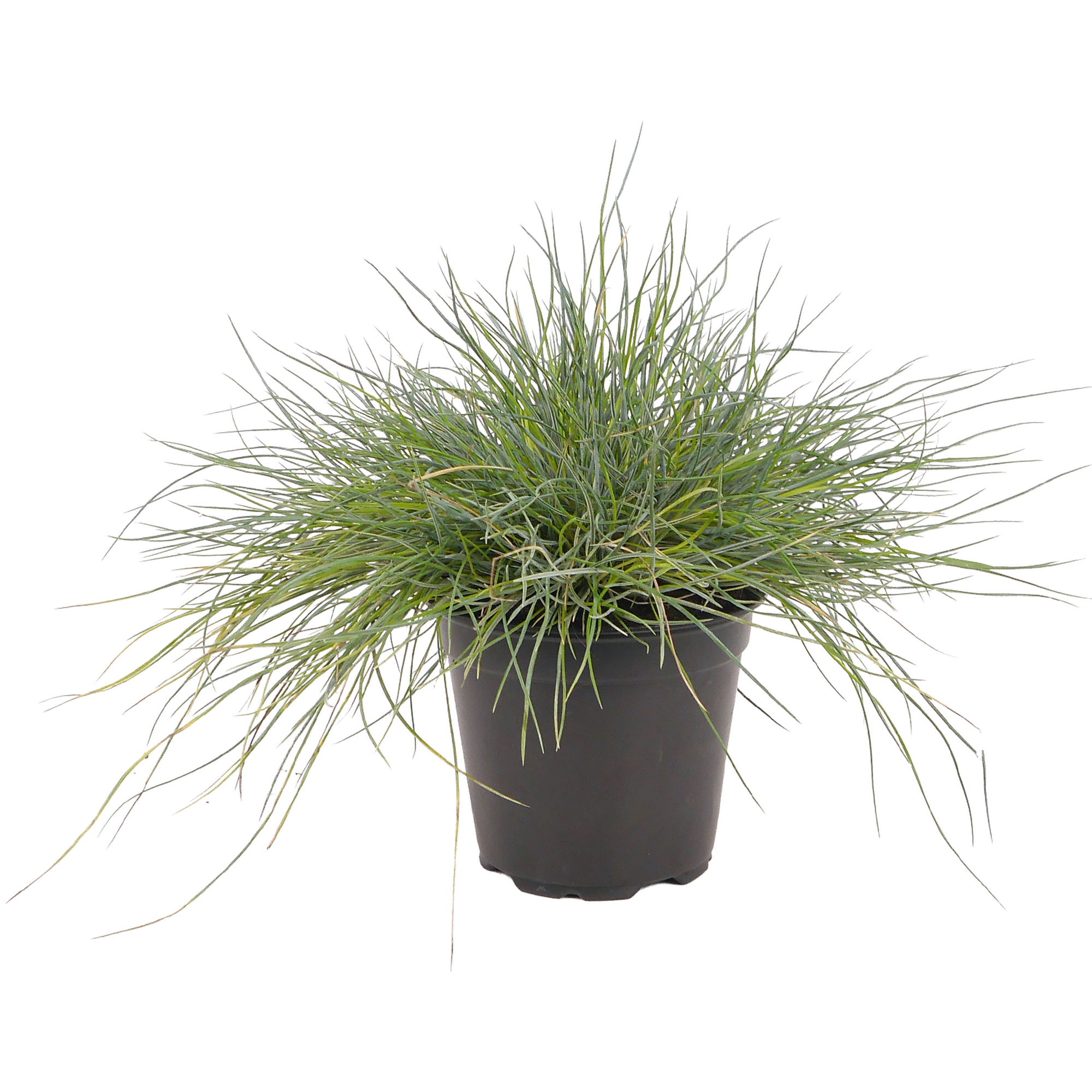 Strukturpflanzen 'Metallica' verschiedene Sorten 13 cm Topf Bild 3