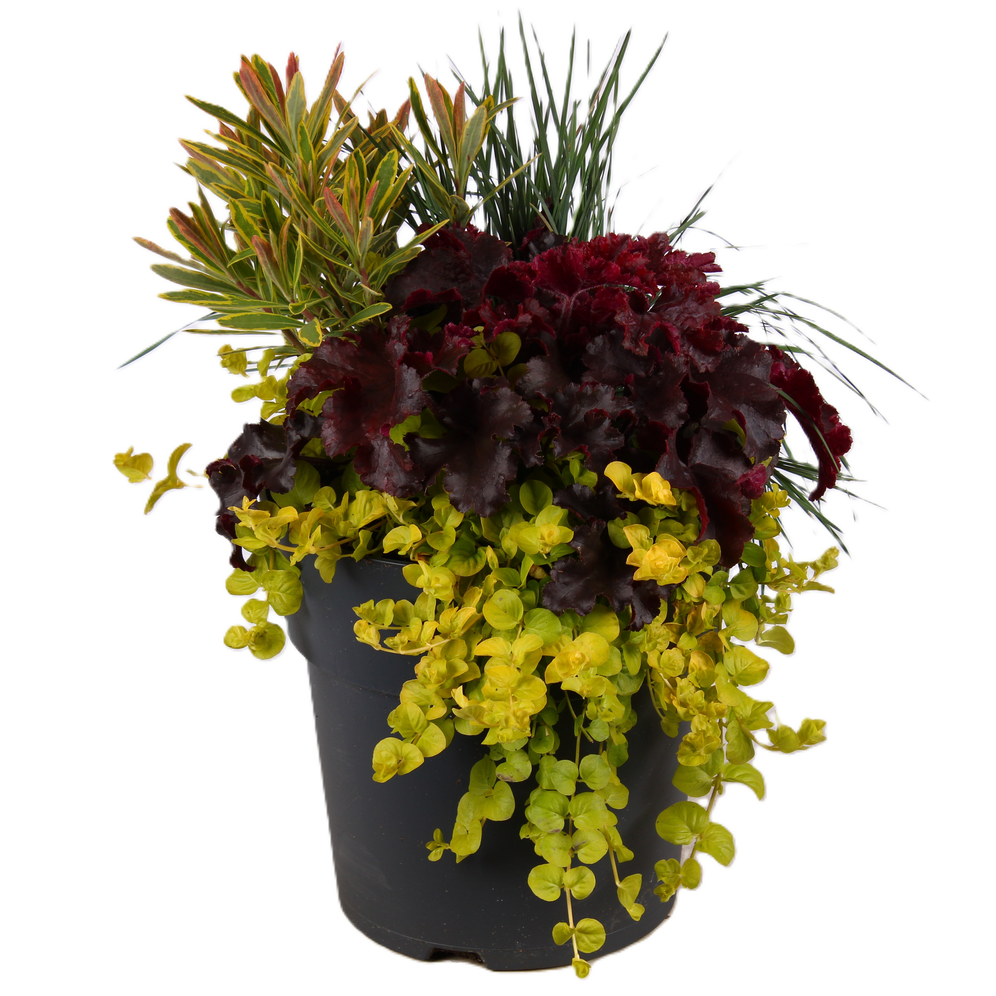 Trio-Herbstmix 23 cm Topf