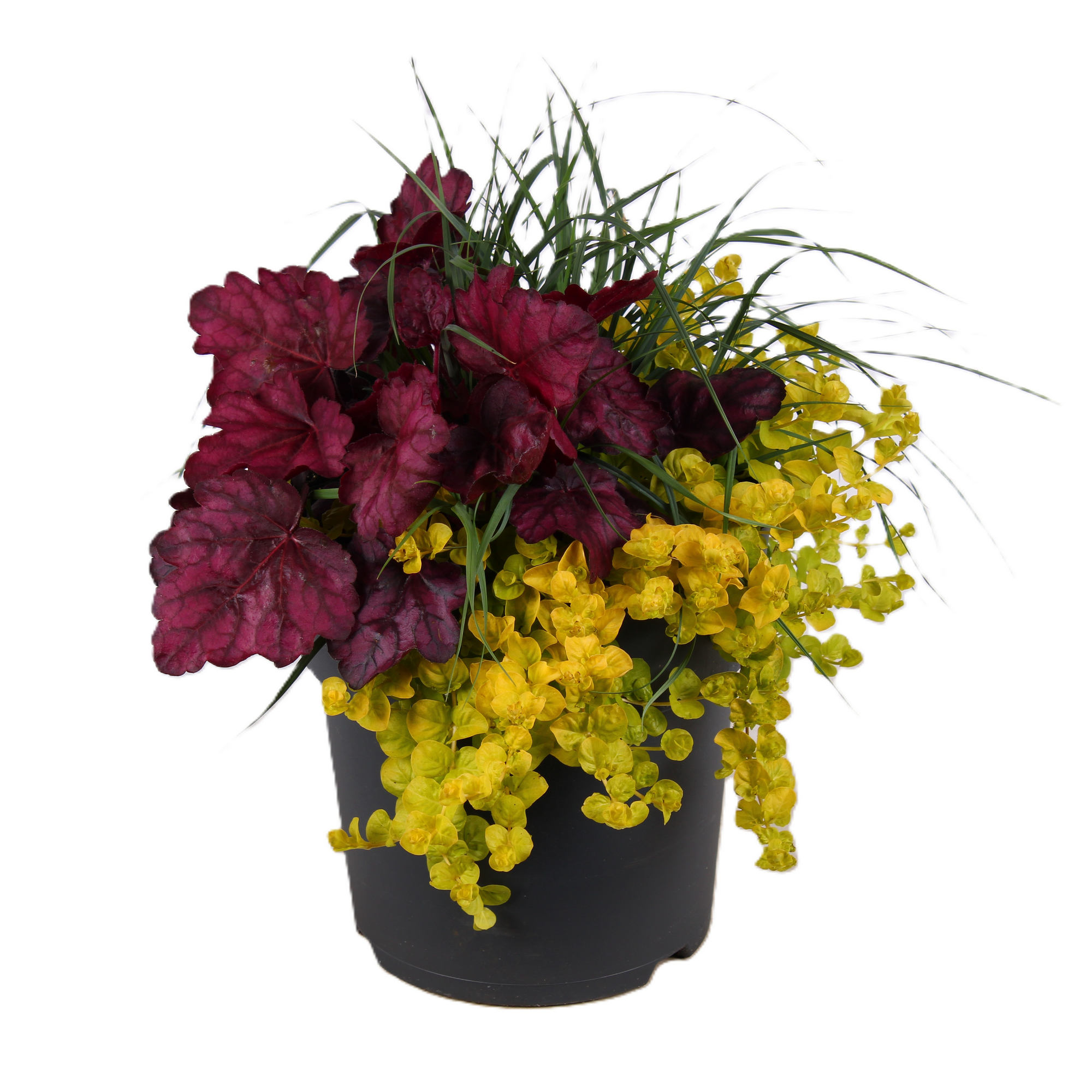 Trio-Herbstmix 23 cm Topf Bild 2