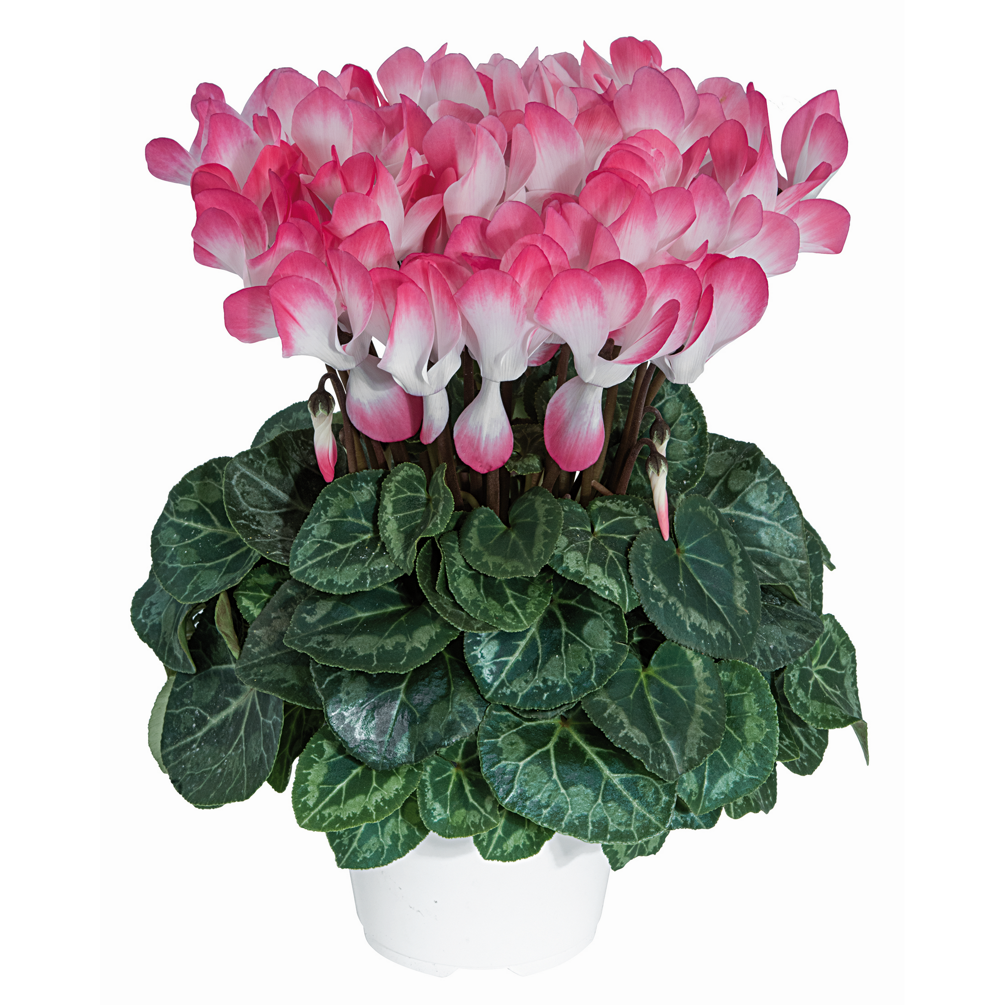 Alpenveilchen 'Indiaka' zweifarbig 13 cm Topf