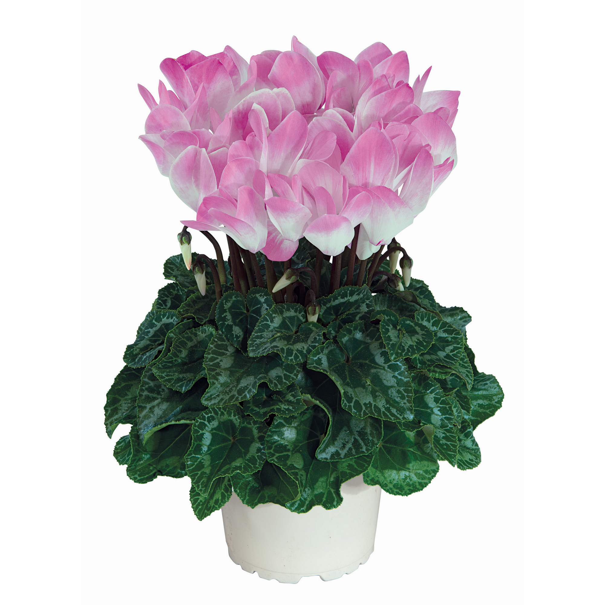 Alpenveilchen 'Indiaka' zweifarbig 13 cm Topf Bild 3