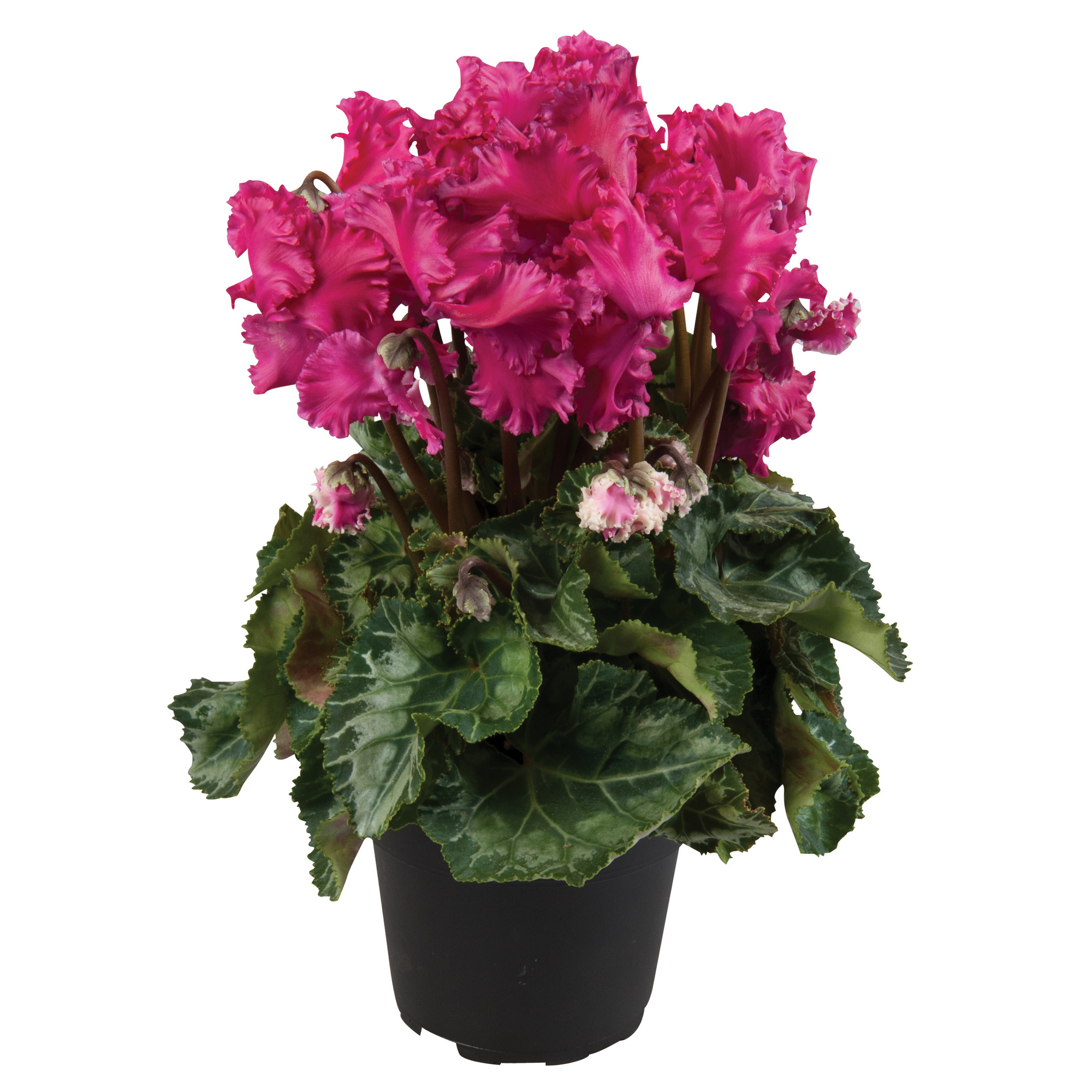 Alpenveilchen gefranst verschiedene Farben 13 cm Topf