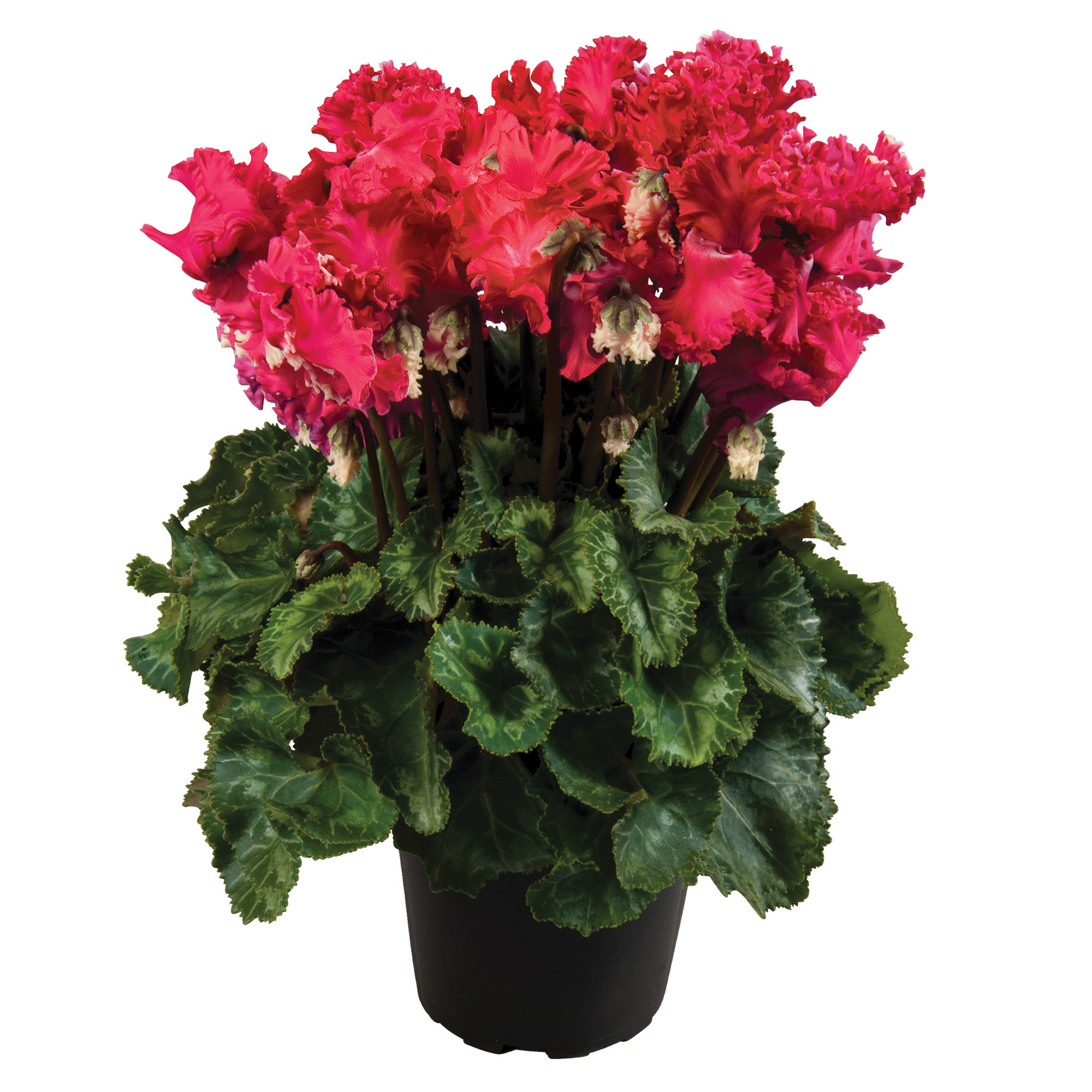 Alpenveilchen gefranst verschiedene Farben 13 cm Topf Bild 2