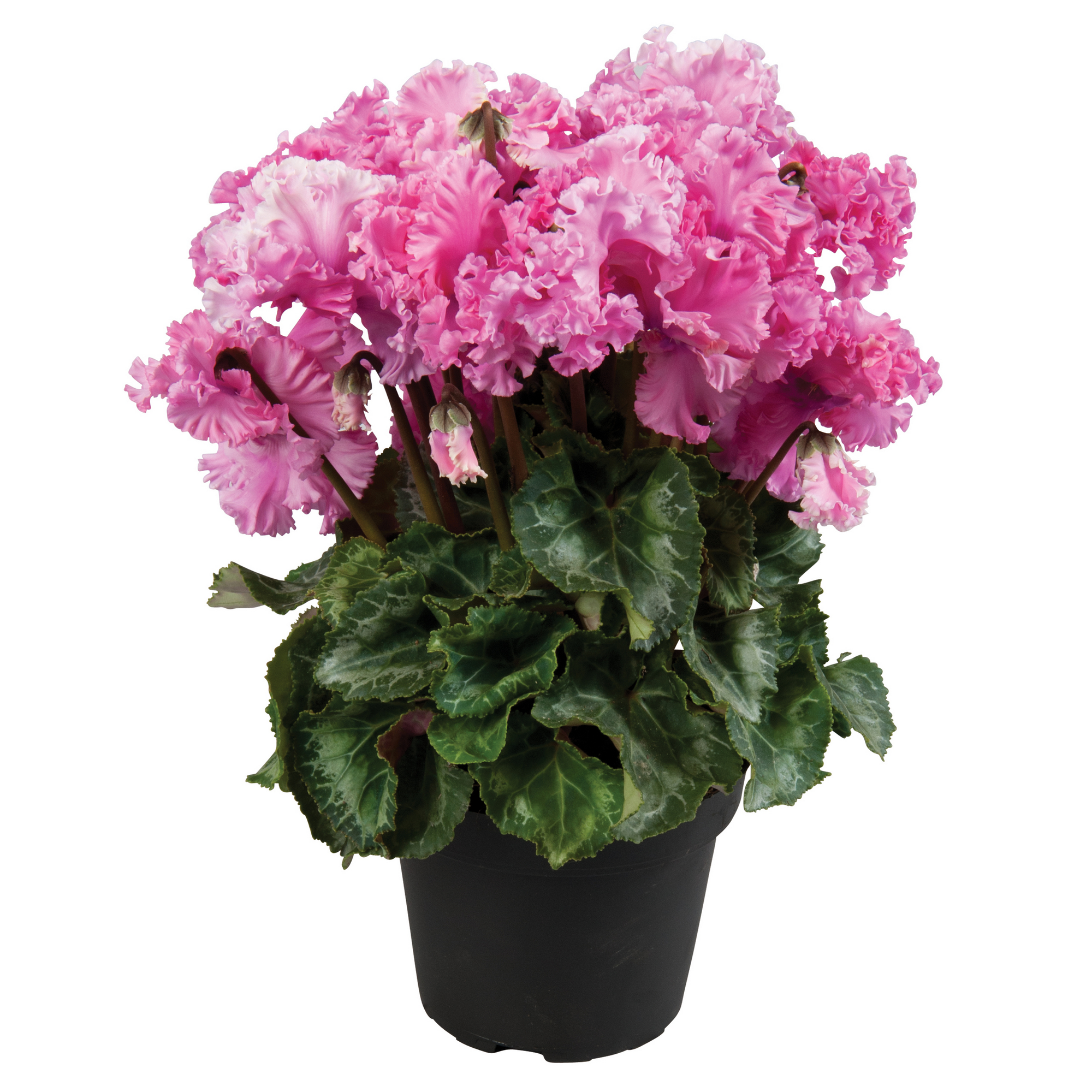 Alpenveilchen gefranst verschiedene Farben 13 cm Topf Bild 3