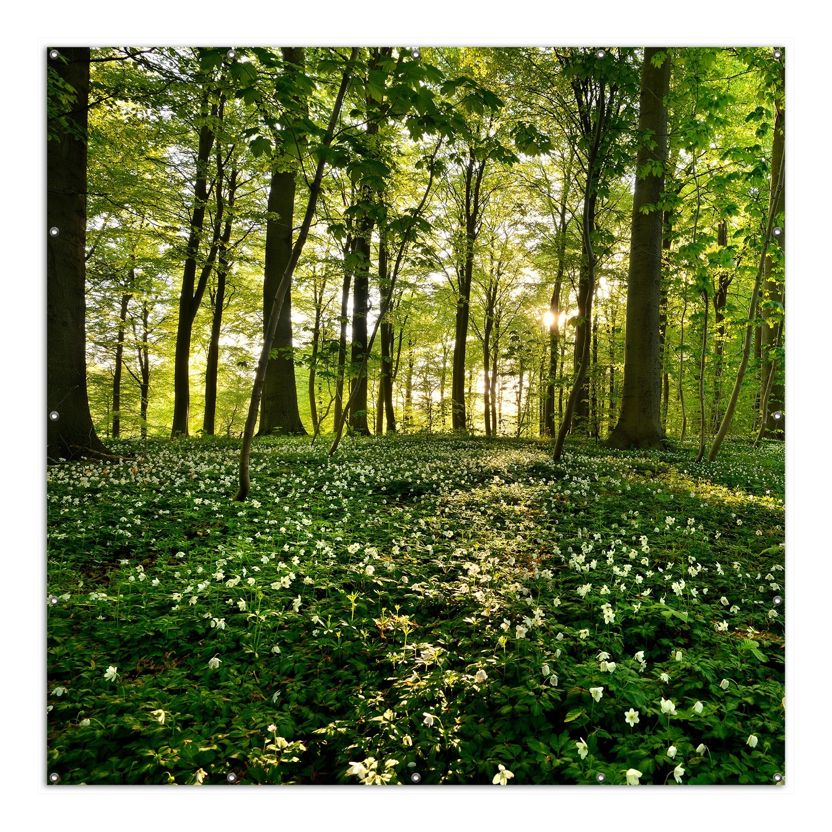 Wallario Gartenposter ca. 180 x 180cm, 2-teilig Waldanemonen und Sonnenstrahlen im Wald