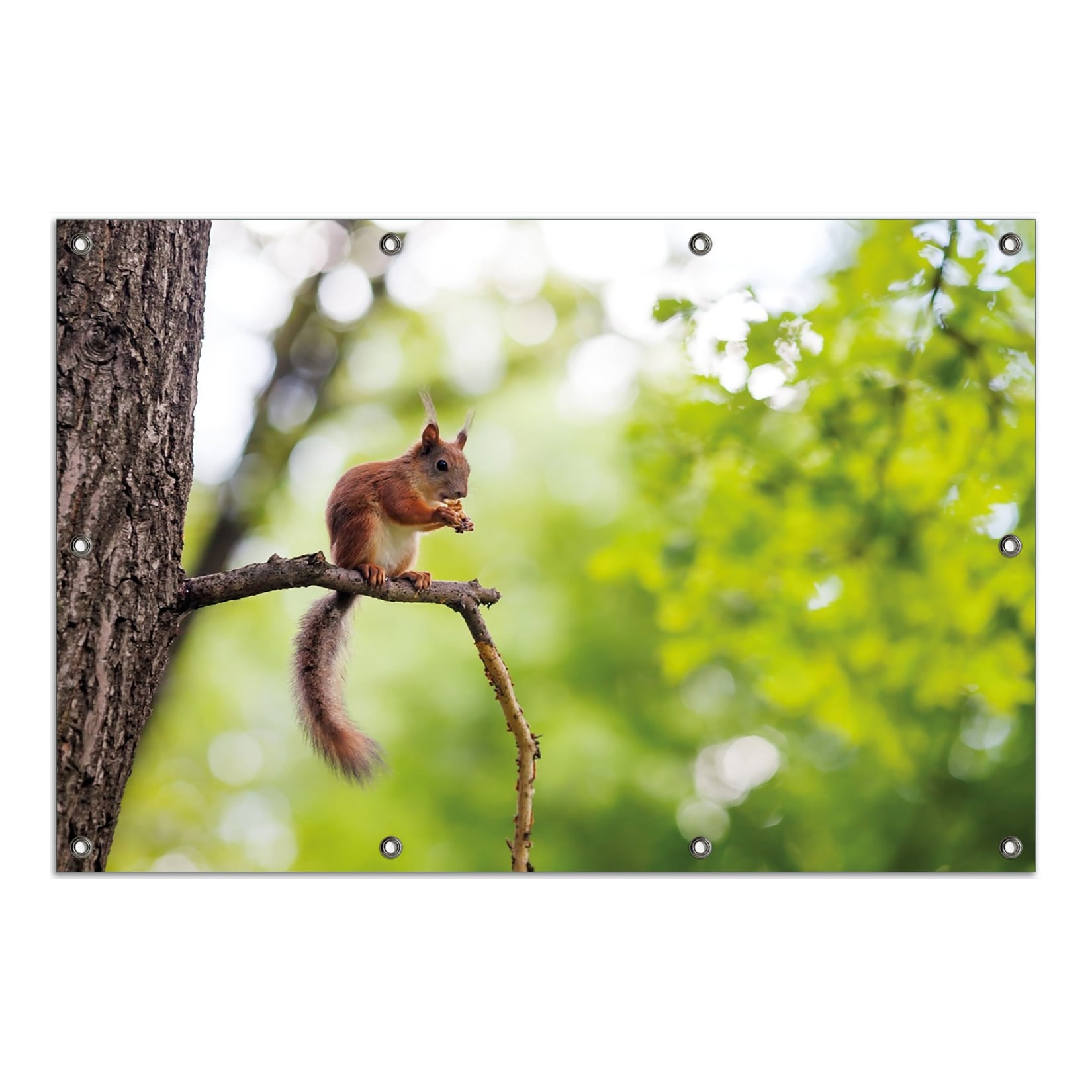 Wallario Gartenposter ca. 80 x 120 cm Eichhörnchen auf einem Ast