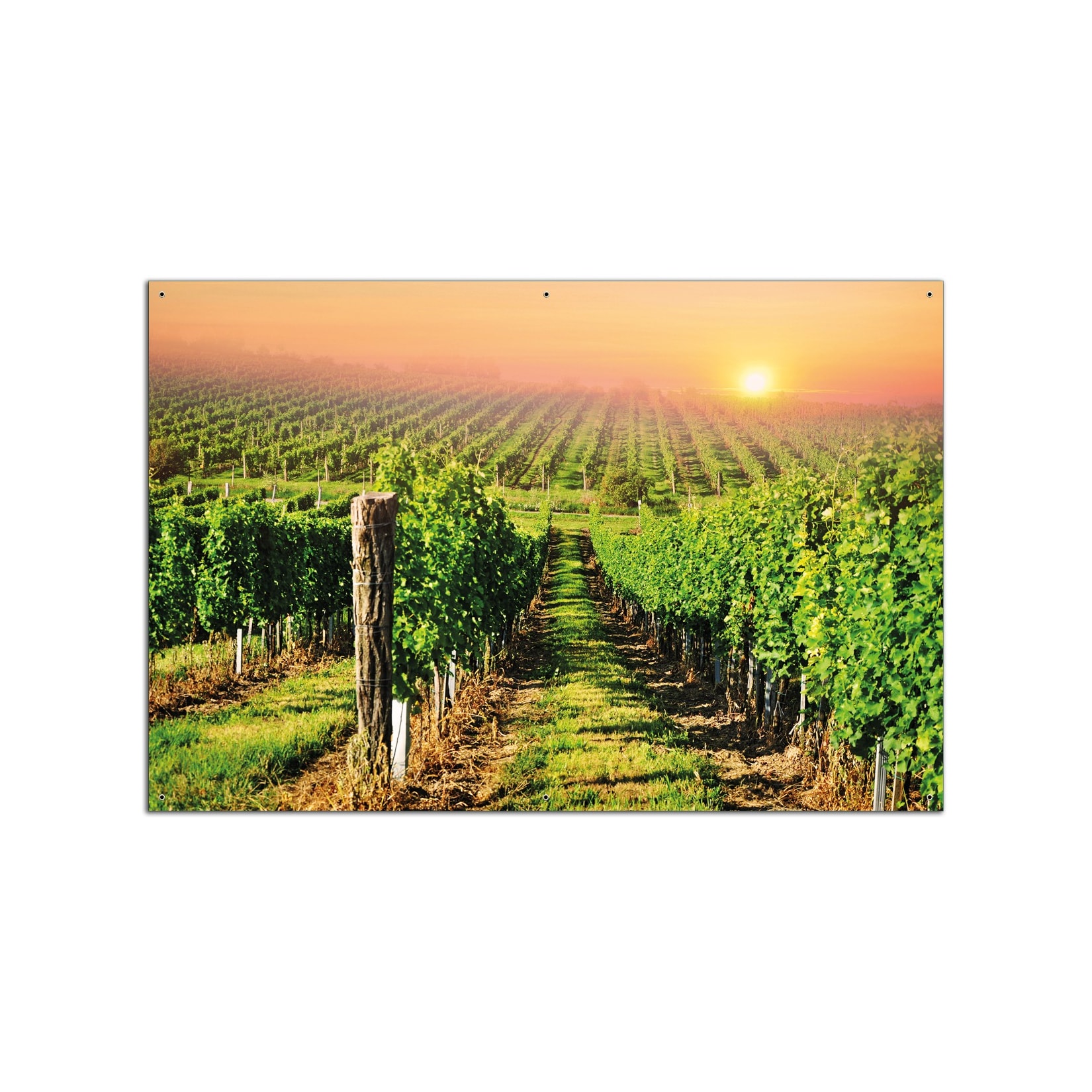 Wallario Gartenposter ca. 80 x 120 cm Weinberg mit untergehender Sonne