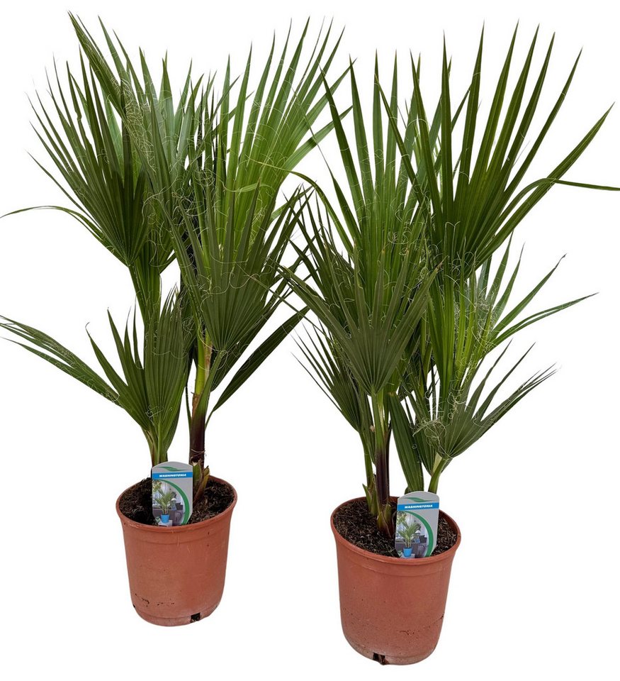 meinvipshop Kübelpflanzen Washingtonia filifera 75cm 2er Set Palme