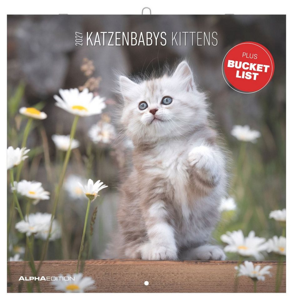 NEUMANN Wandkalender Katzenbabys 2027