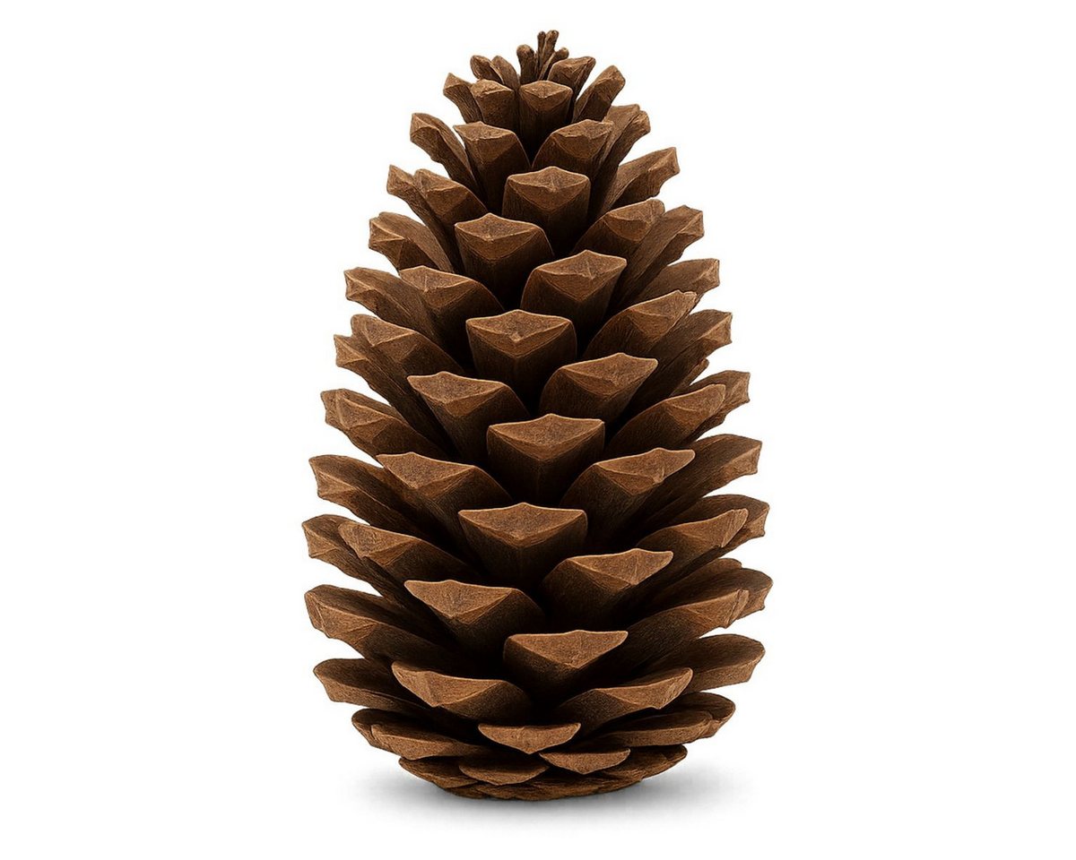 NaDeco Bastelnaturmaterial Maritima-Zapfen, Größe 10-14cm, Natur, 10 Stück Pinus pinaster