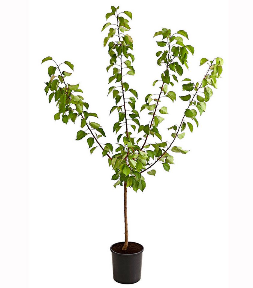 Dehner Pfirsichbaum Aprikose Ungarische Beste, Prunus armeniaca, Hochstamm, Aprikosenbaum mit saftigen Früchten, Selbstbefruchter-Sorte
