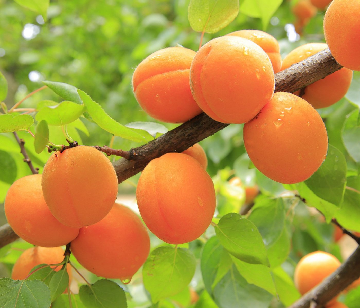 Dehner Pfirsichbaum Aprikose Ungarische Beste, Prunus armeniaca, Hochstamm, Aprikosenbaum mit saftigen Früchten, Selbstbefruchter-Sorte Bild 2