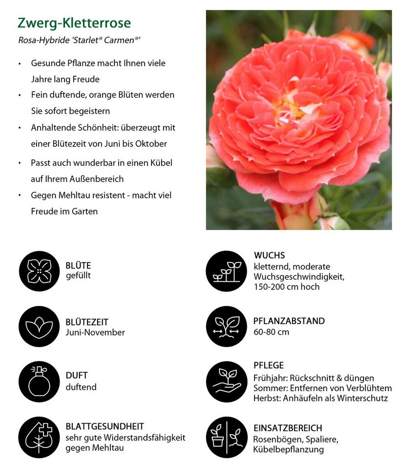 Dehner Rose Zwerg-Kletterrose Starlet® Carmen®, 15-30 cm, gefüllte duftende Blüten, Farbe orange-rot, Züchter Tantau
