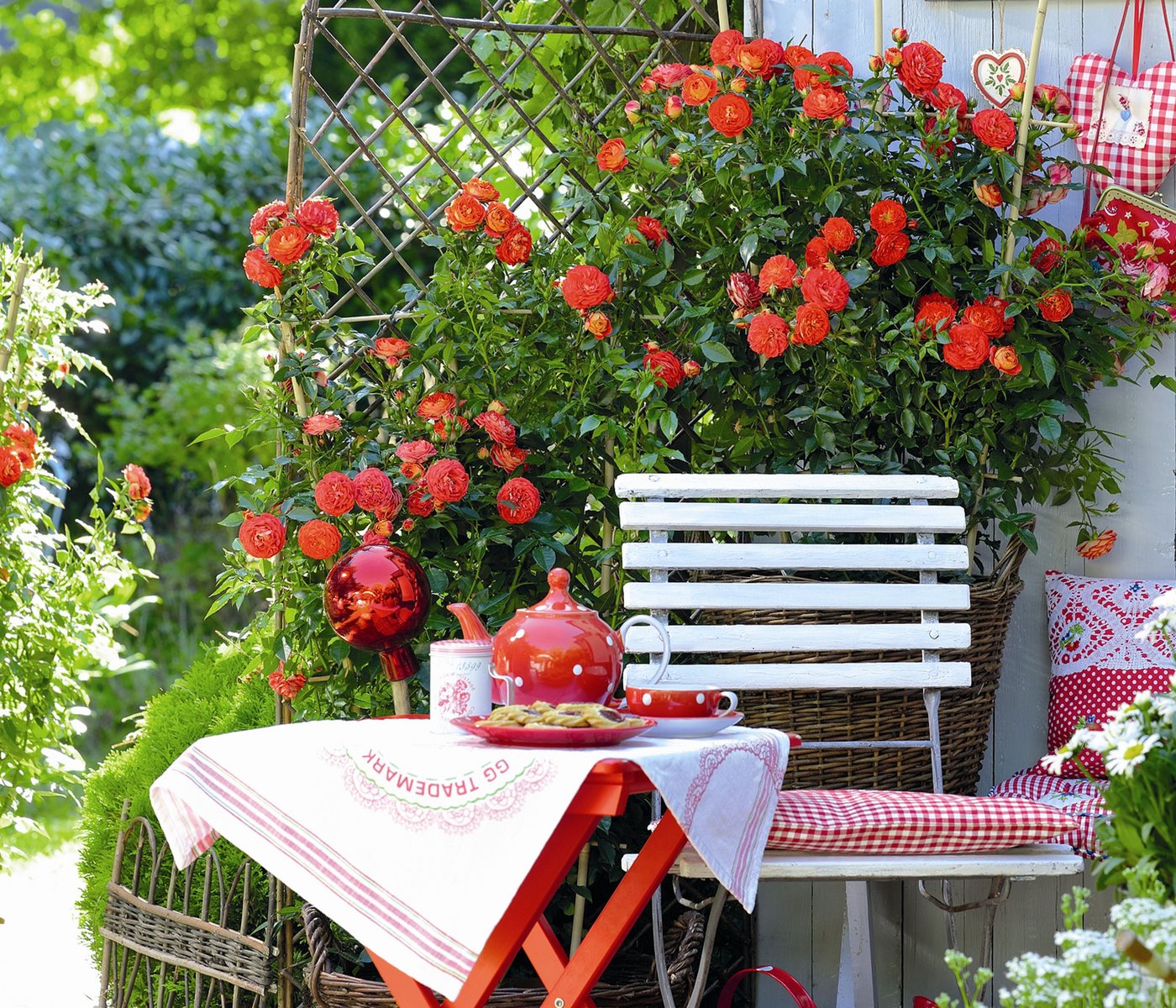 Dehner Rose Zwerg-Kletterrose Starlet® Carmen®, 15-30 cm, gefüllte duftende Blüten, Farbe orange-rot, Züchter Tantau Bild 2