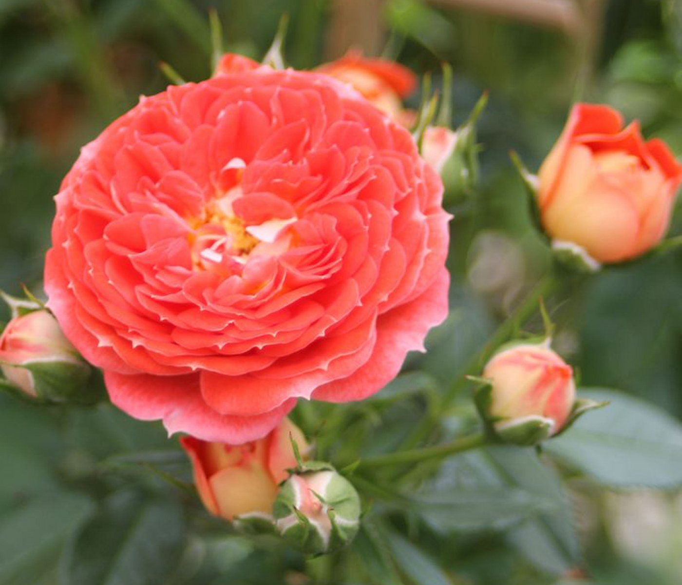 Dehner Rose Zwerg-Kletterrose Starlet® Carmen®, 15-30 cm, gefüllte duftende Blüten, Farbe orange-rot, Züchter Tantau Bild 3