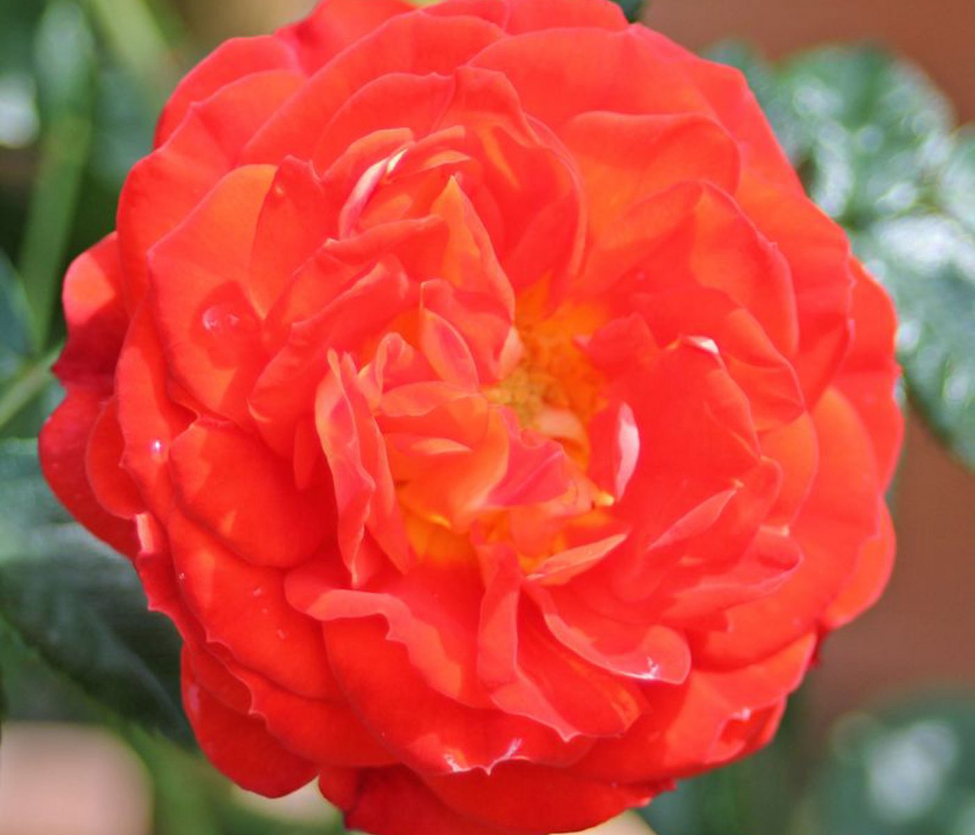 Dehner Rose Zwerg-Kletterrose Starlet® Carmen®, 15-30 cm, gefüllte duftende Blüten, Farbe orange-rot, Züchter Tantau Bild 4