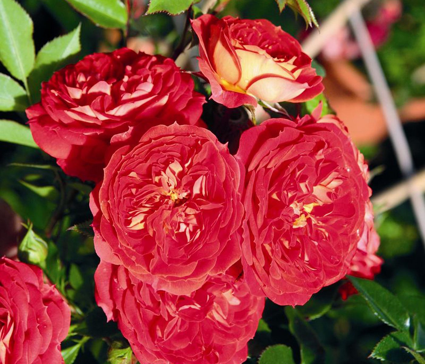 Dehner Rose Zwerg-Kletterrose Starlet® Carmen®, 15-30 cm, gefüllte duftende Blüten, Farbe orange-rot, Züchter Tantau Bild 5