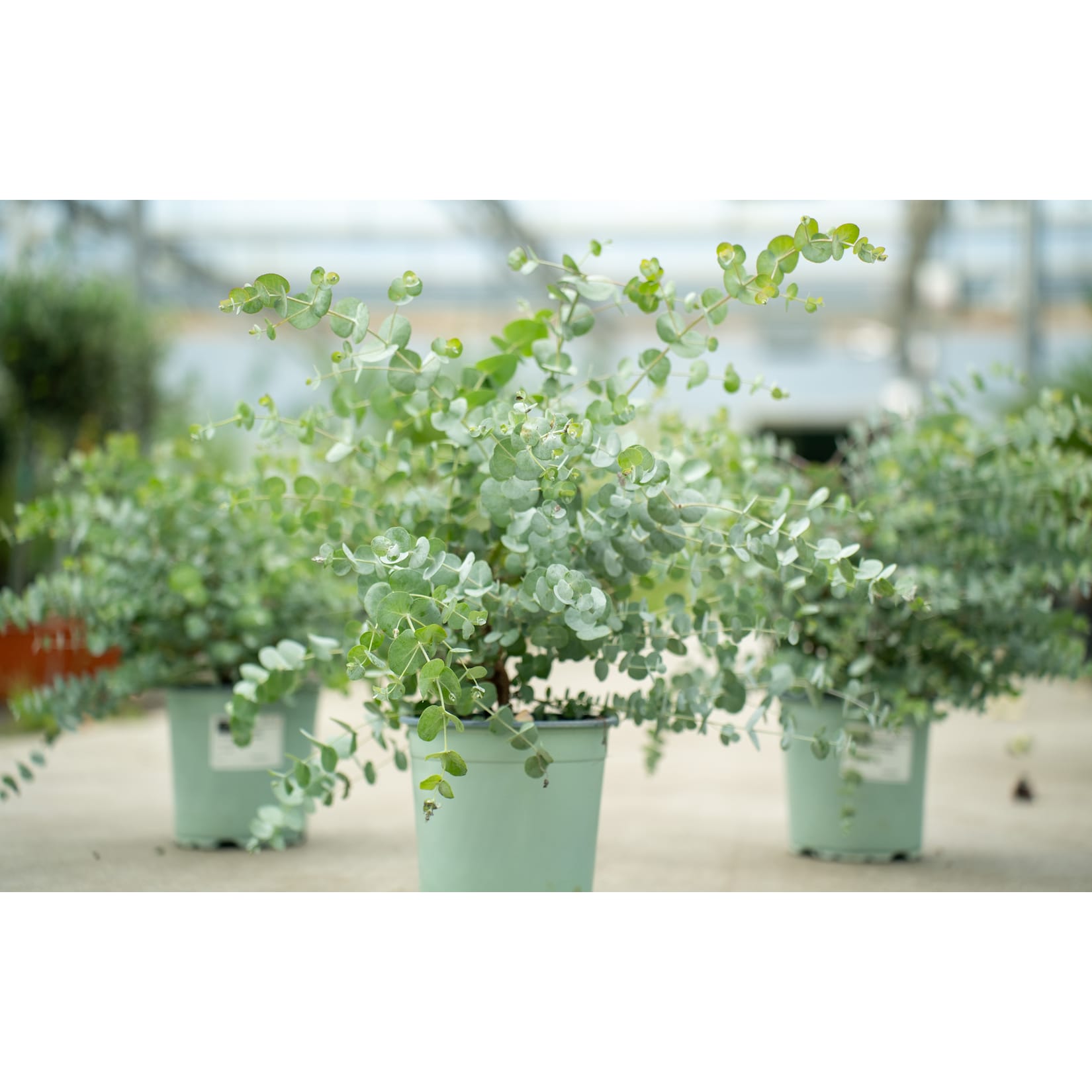 2x XL Eucalyptus Gunni Gunnii Busch Eukalyptusbaum 35- 50 cm, Pflanze winterhart