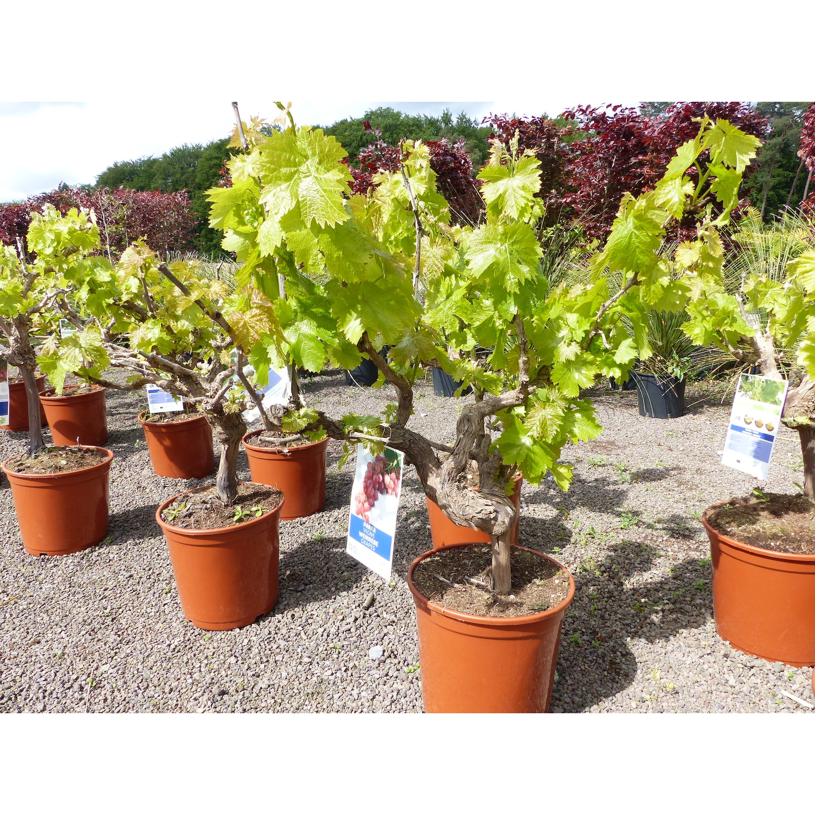 Vitis Vinifera kernlos rote & helle Trauben Weinstock, knorrige Weinrebe, Weintraube
