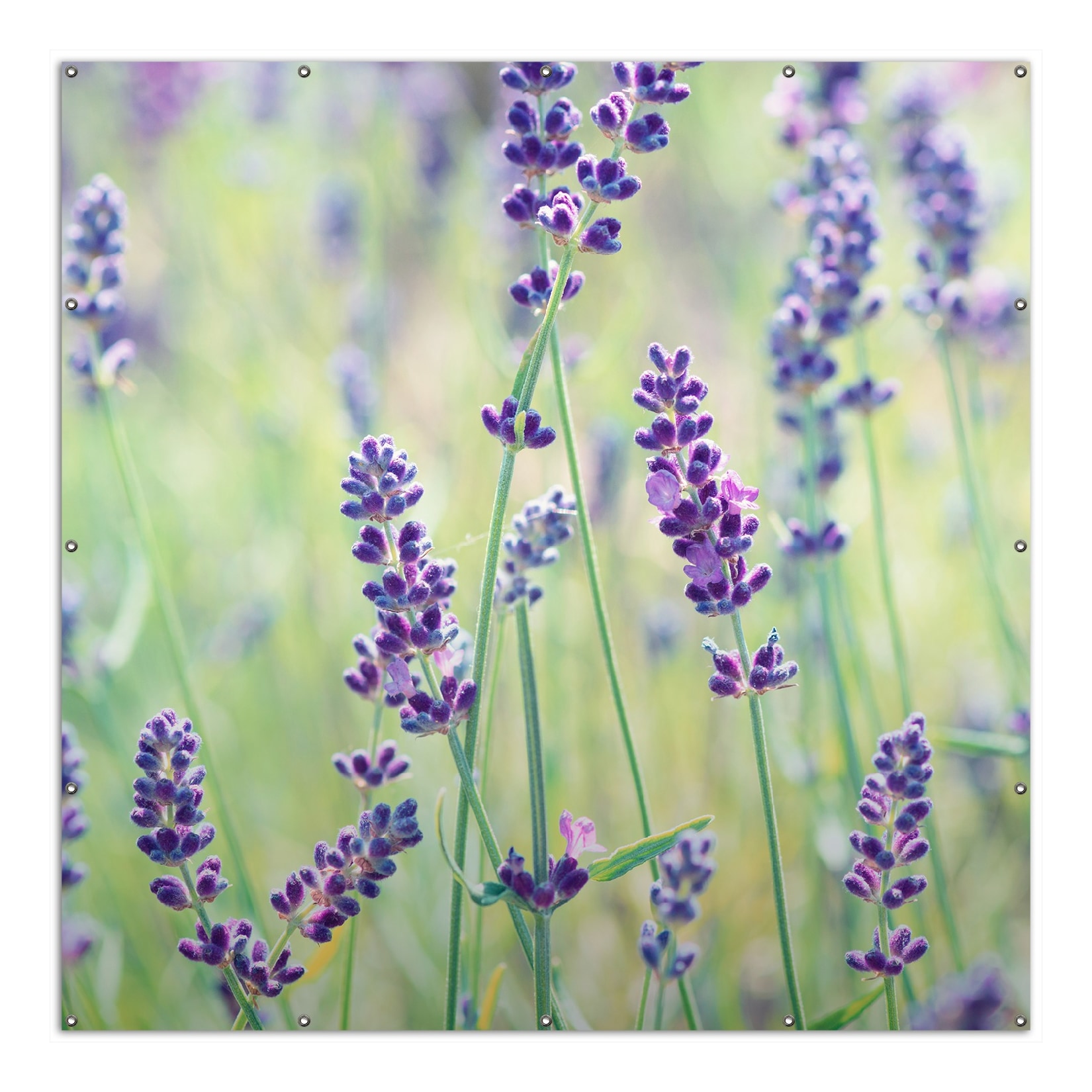 Wallario Gartenposter ca. 60 x 90 cm Lila Blumenfreude - Violette Pflanzen auf der Wiese