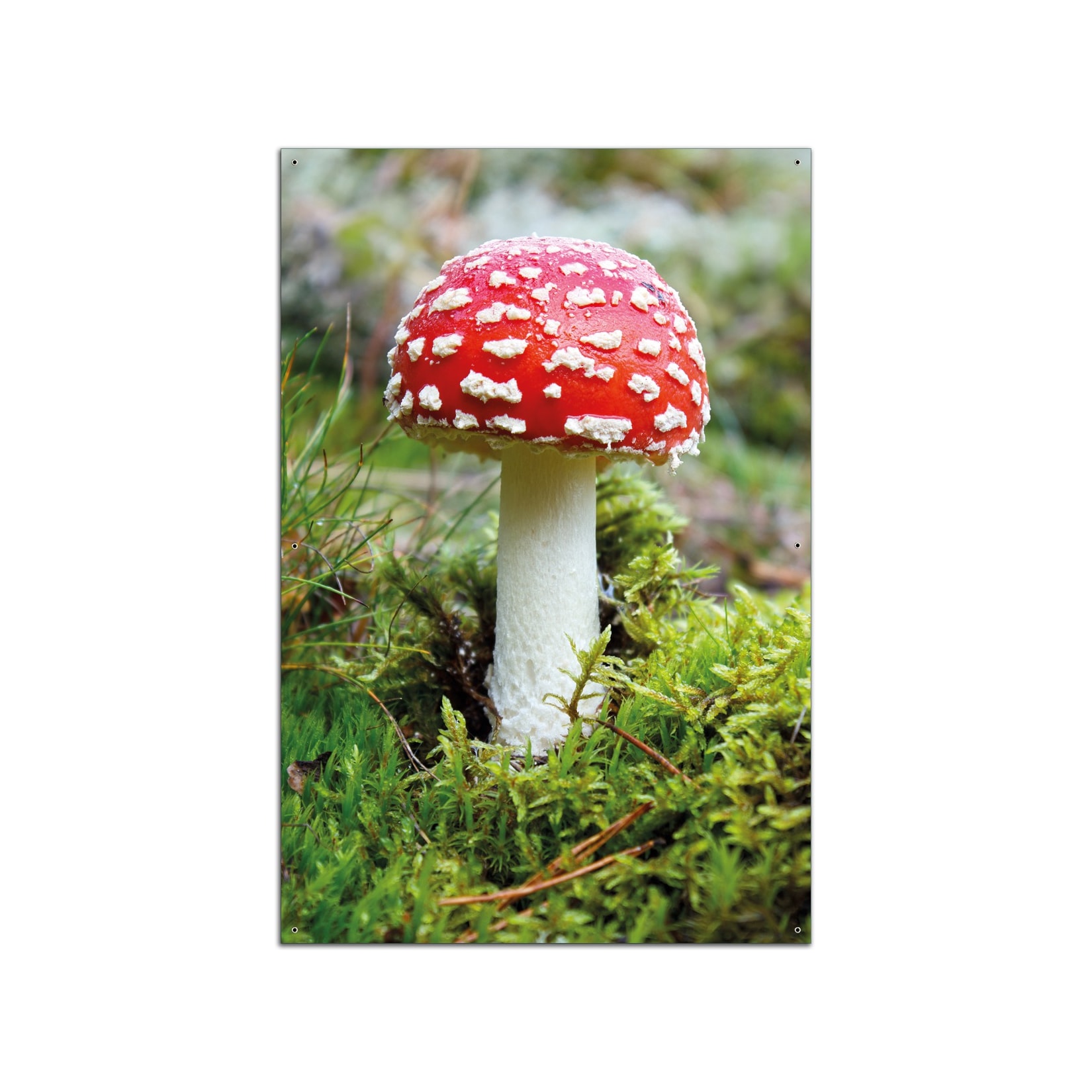 Wallario Gartenposter Rund, 60 cm Durchmesser Fliegenpilz im Wald