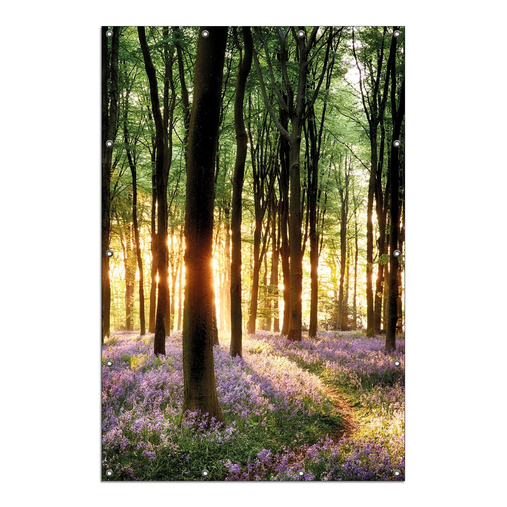 Wallario Gartenposter ca. 60 x 90 cm Blaue Hasenglöckchen im Wald mit Sonnenstrahlen