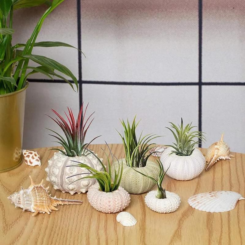 Irovami Mini-seeigelschalen-töpfe, 5er-set – 100 % Natürlich, 3–7 Cm, Verschiedene Farben – Ideal Für Büro, Aquarium Und Als Wohndekoration