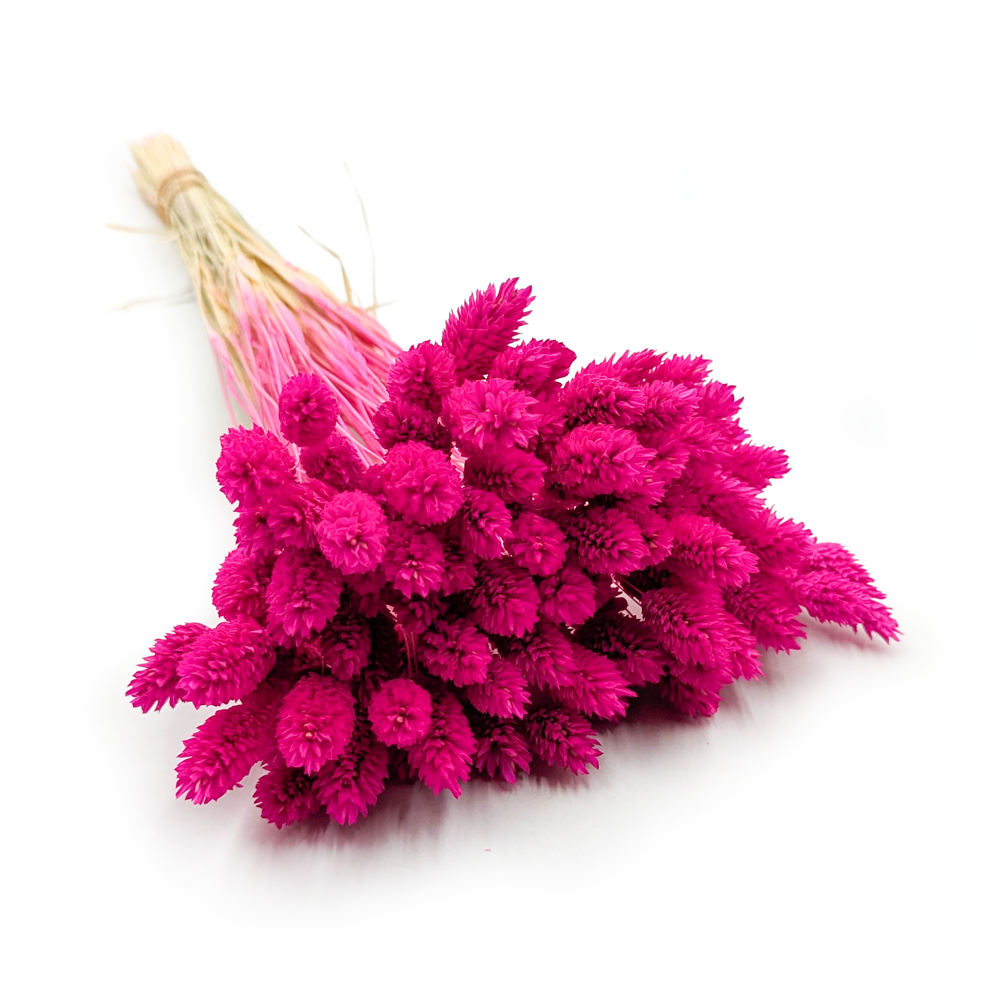 Getrocknetes Glanzgras (phalaris) - Kanariengras - (kanariengras) - Fuchsia